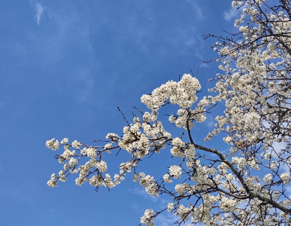 IMG_20240401_102505717_HDR