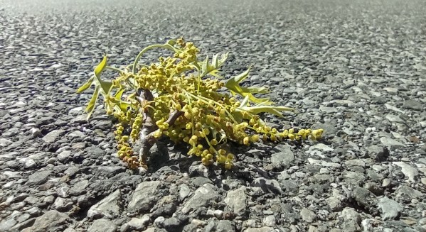 IMG_20240422_111933824_HDR