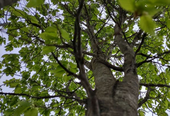 IMG_20240423_171302708_HDR_1