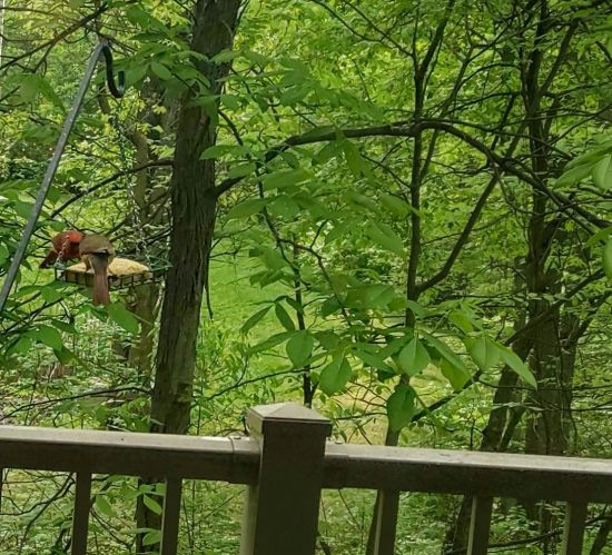 IMG_20240504_101219129_HDR_1