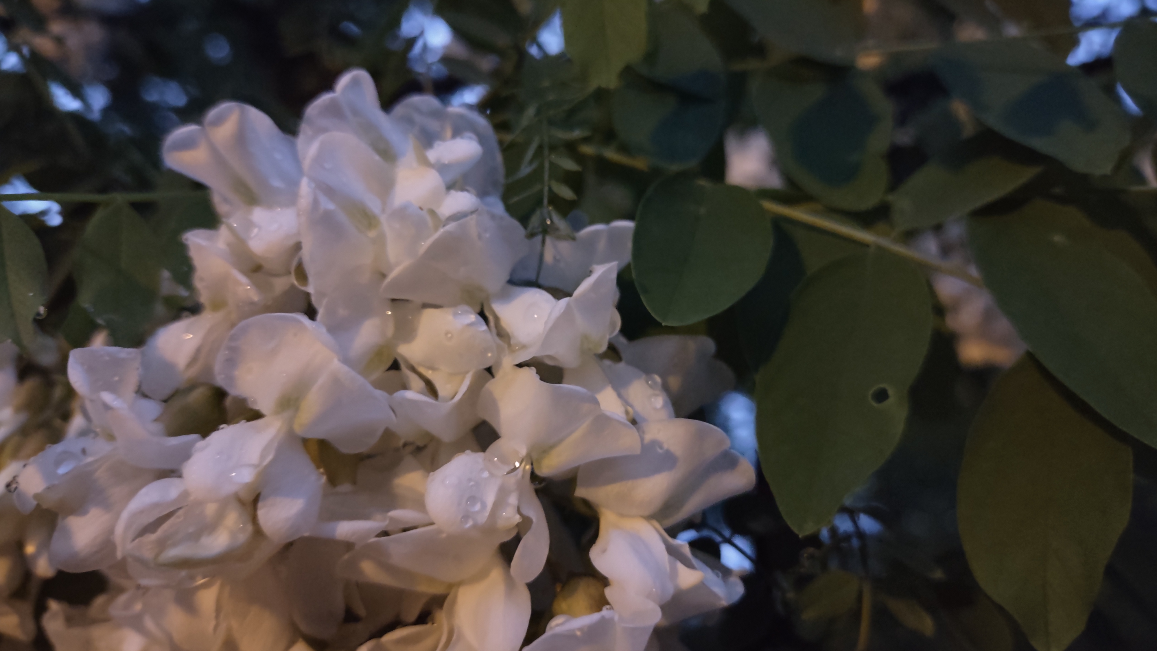 IMG_20240506_205208793_HDR