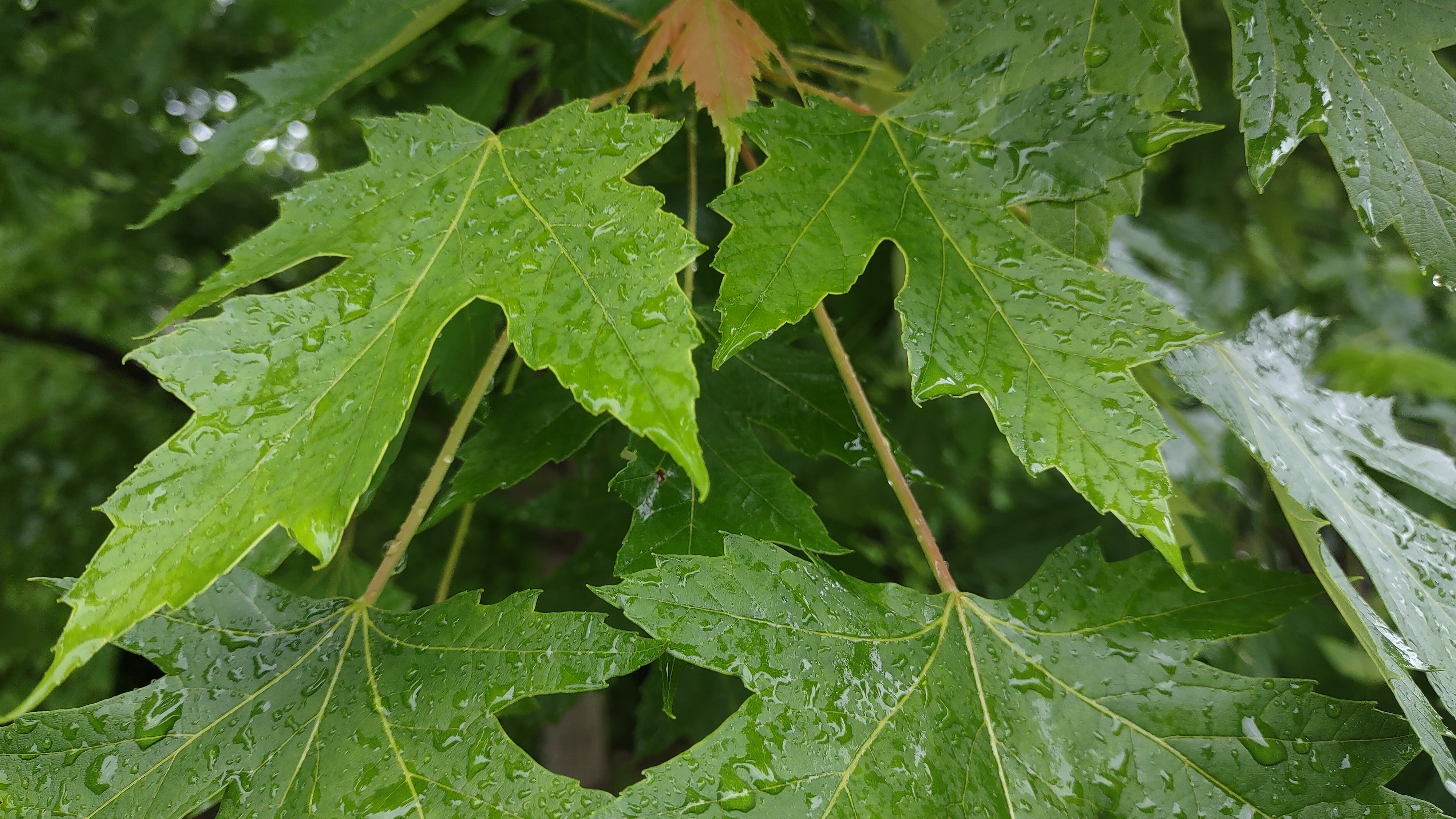 IMG_20240514_190251357