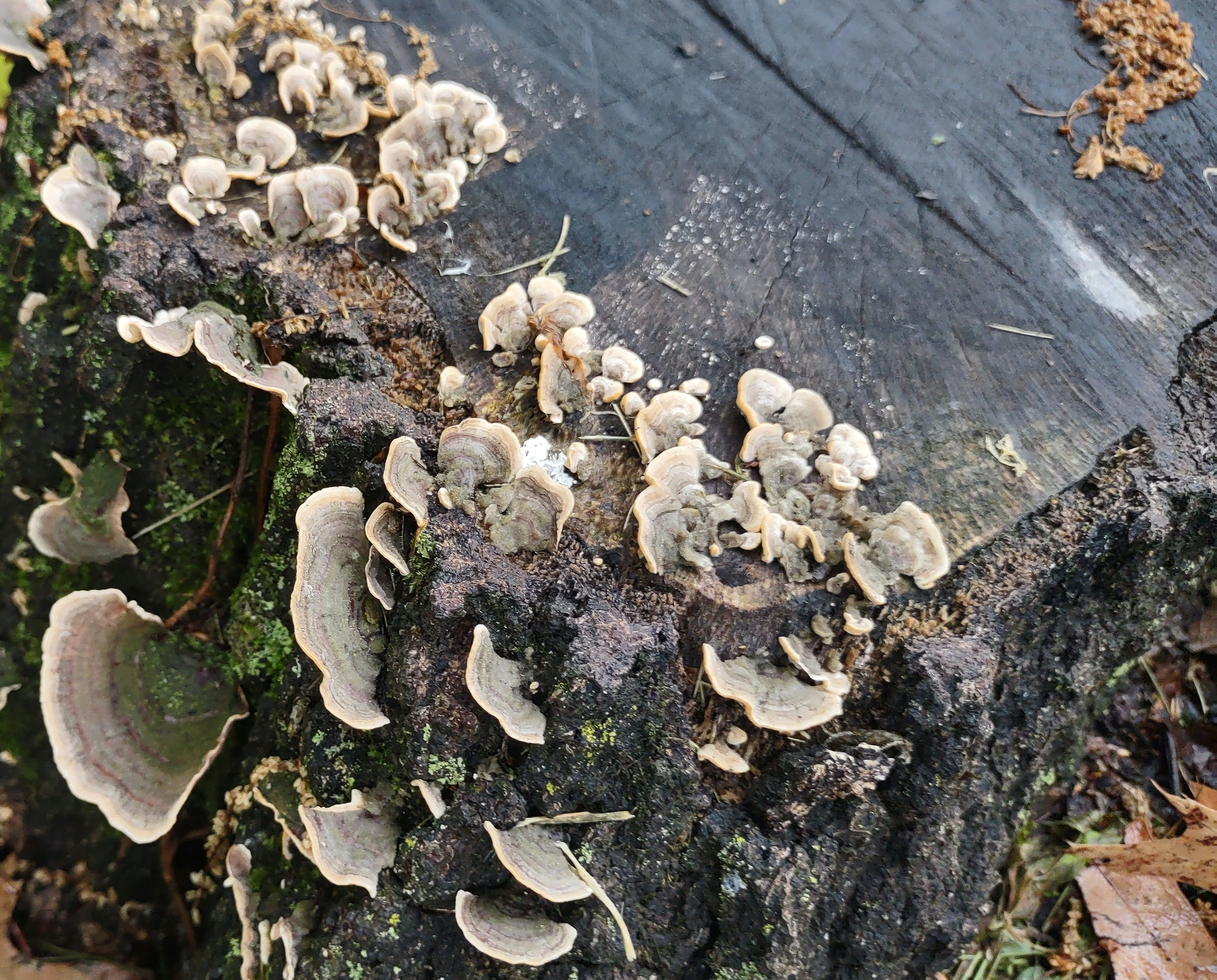 IMG_20240514_190421728_1