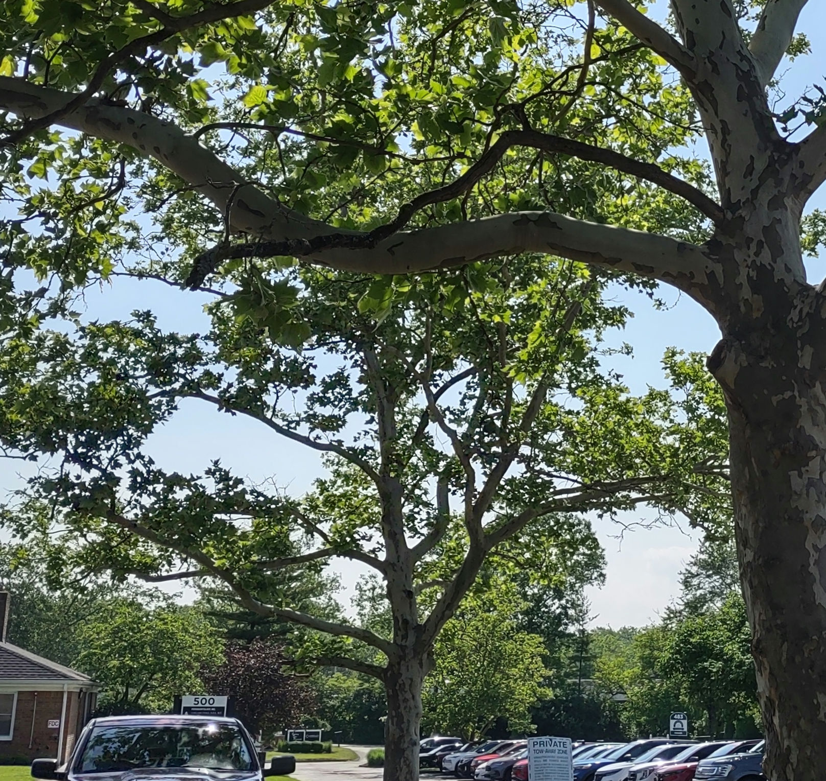 IMG_20240521_103636998_HDR_1