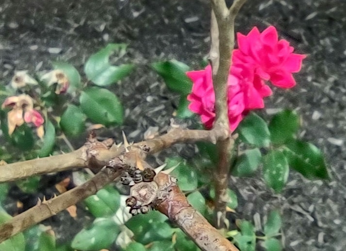 IMG_20240608_134305902_HDR_1