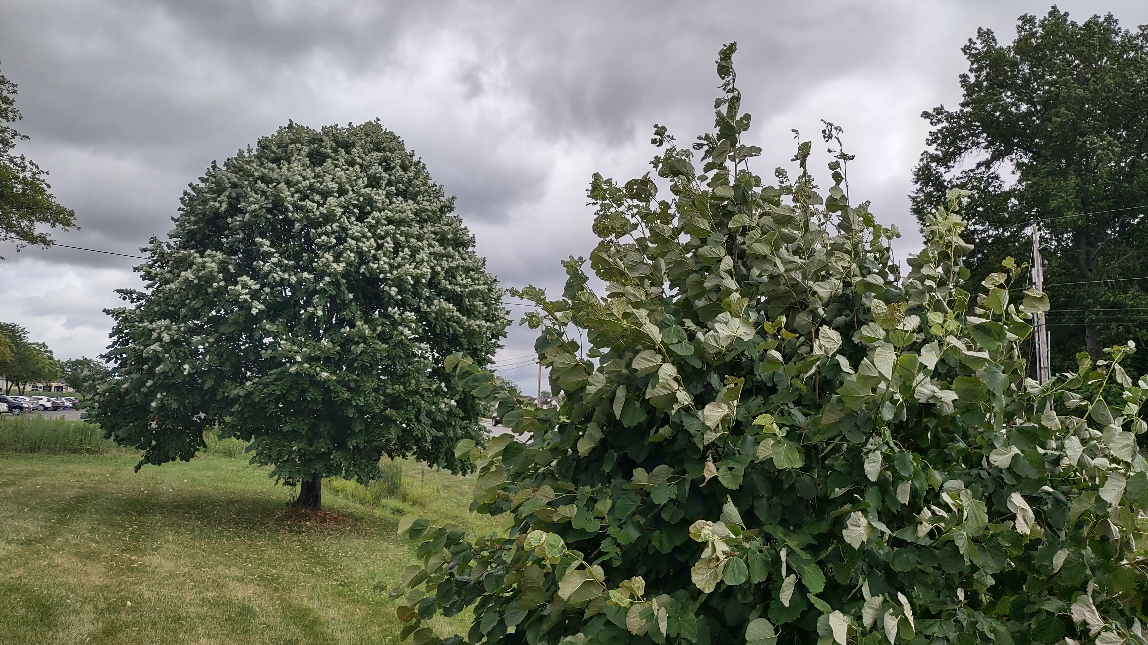 IMG_20240710_163923913_HDR