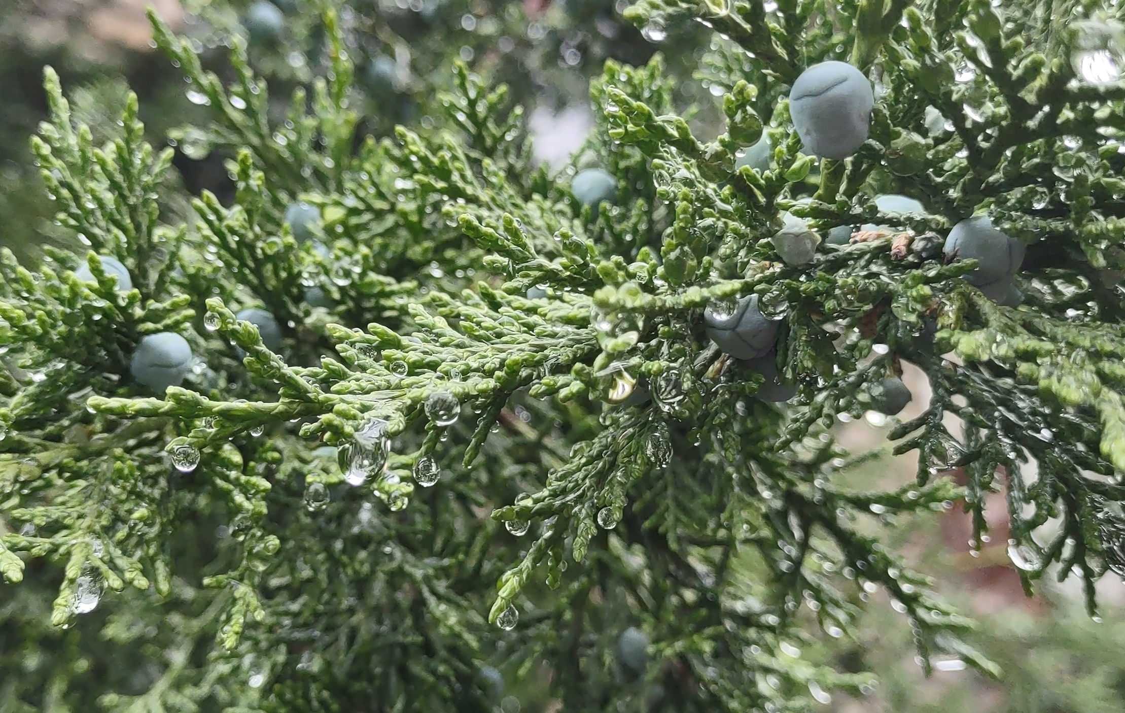 IMG_20240514_190213746_1