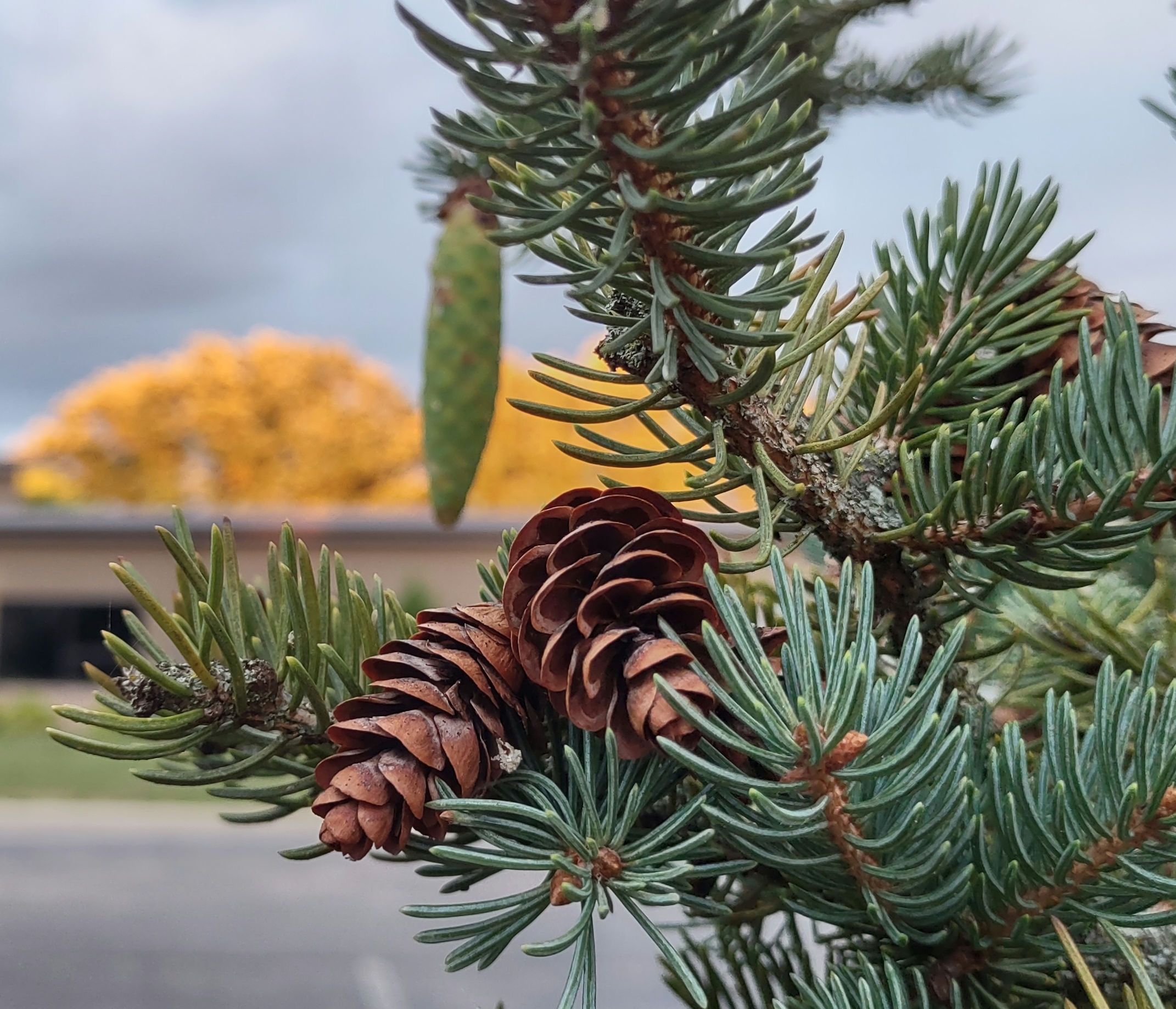 IMG_20240710_204655490_HDR_1