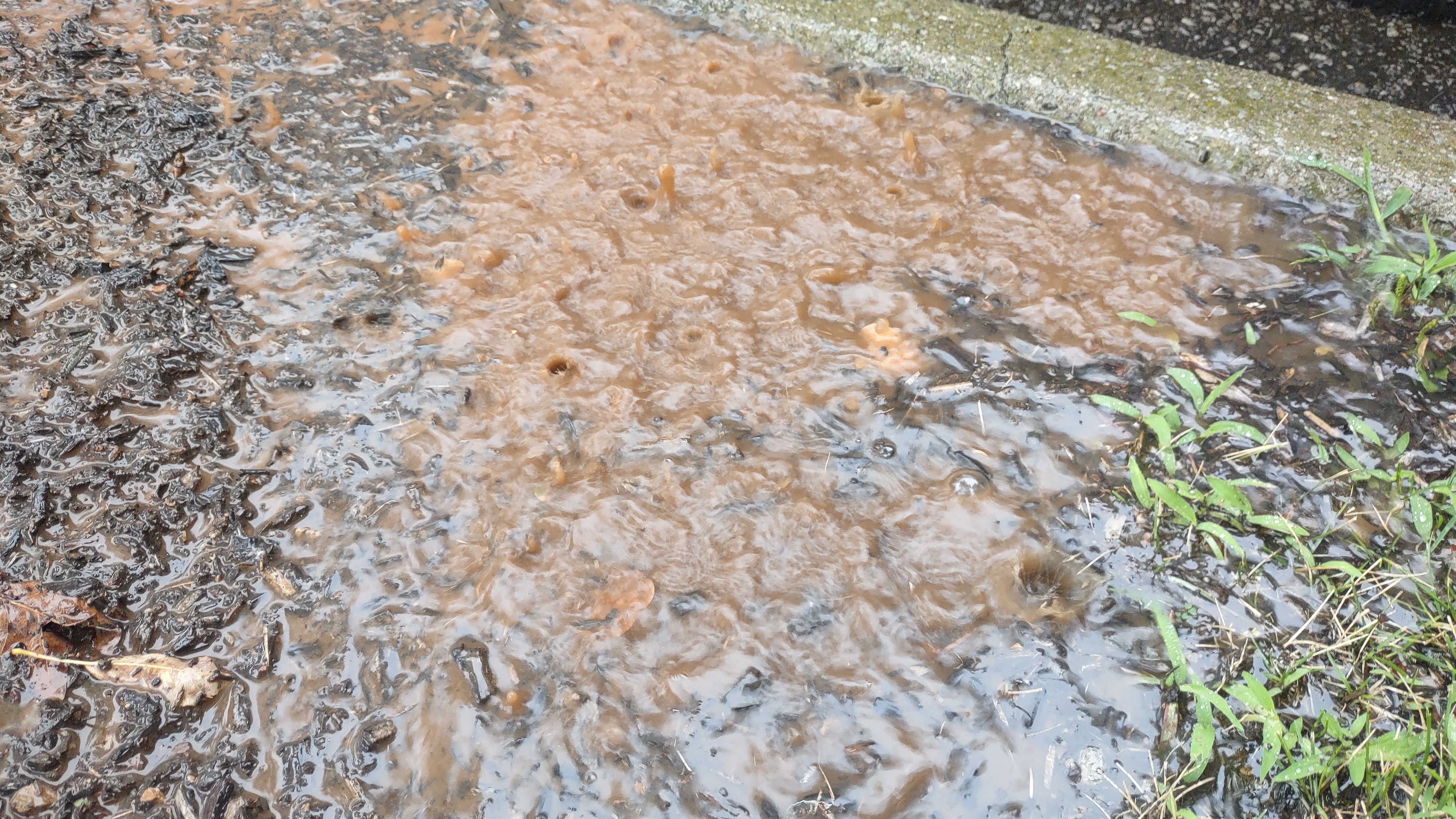 IMG_20240803_150856388