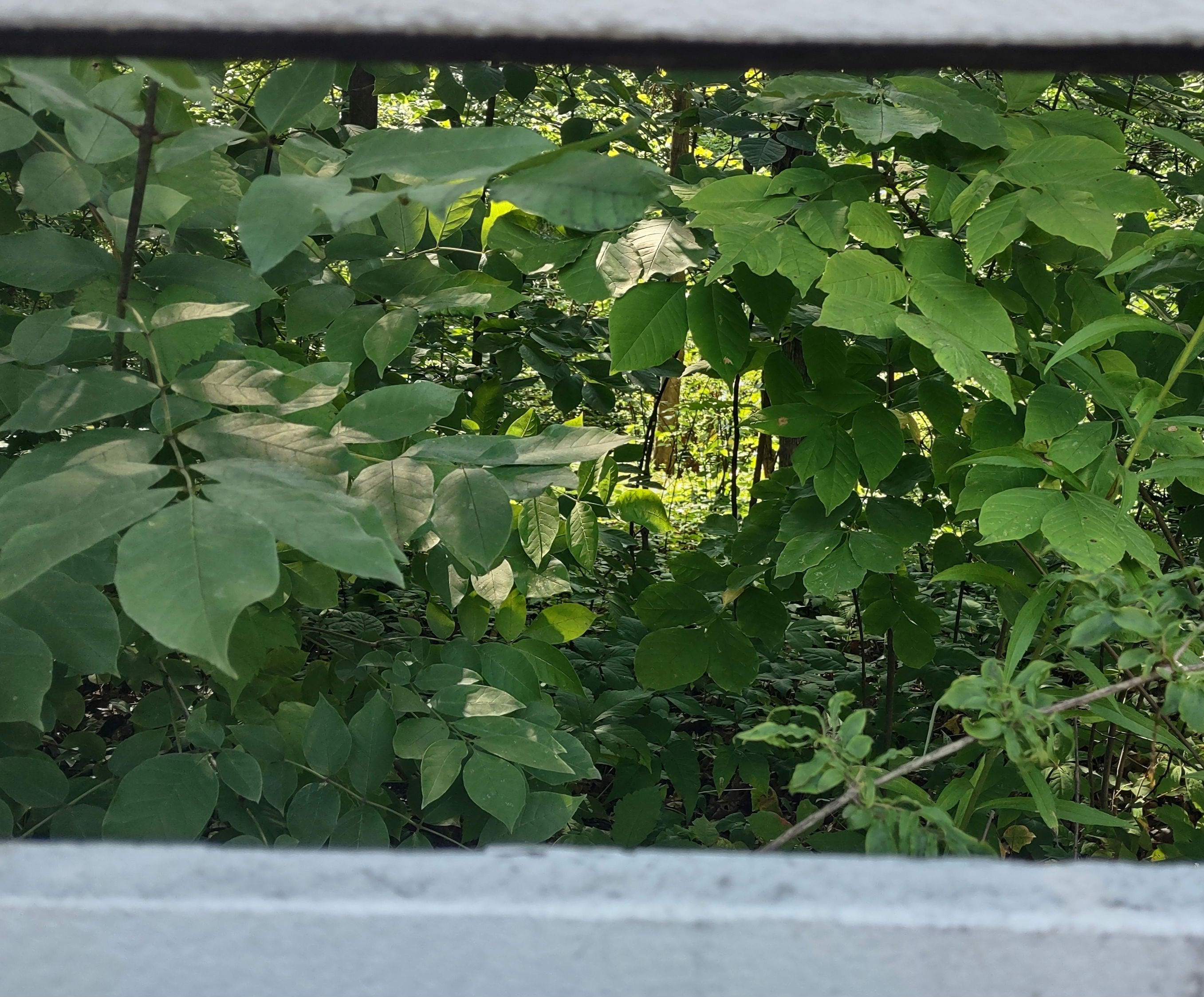 IMG_20240804_161152309_HDR_1