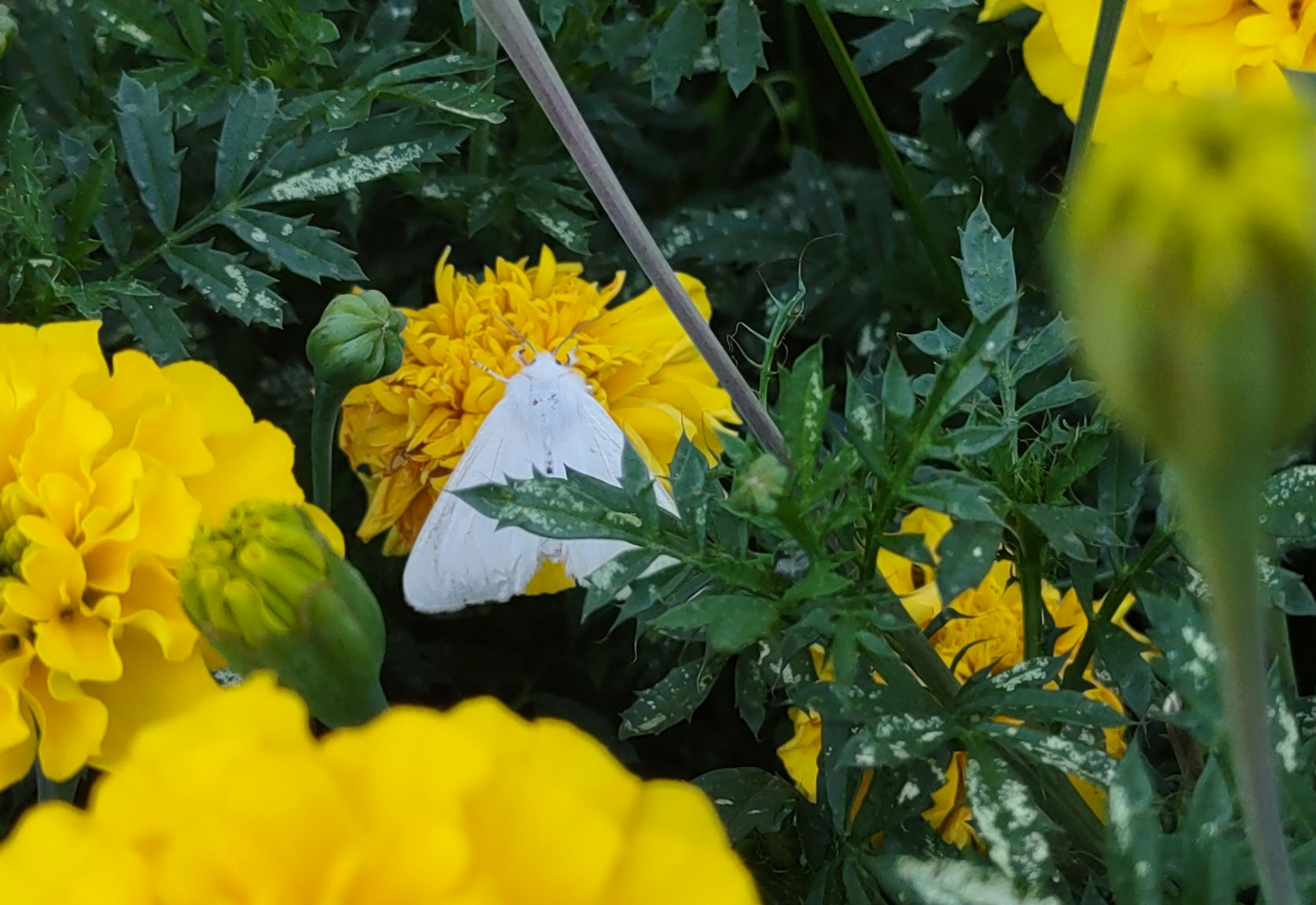 IMG_20240830_191340022_1