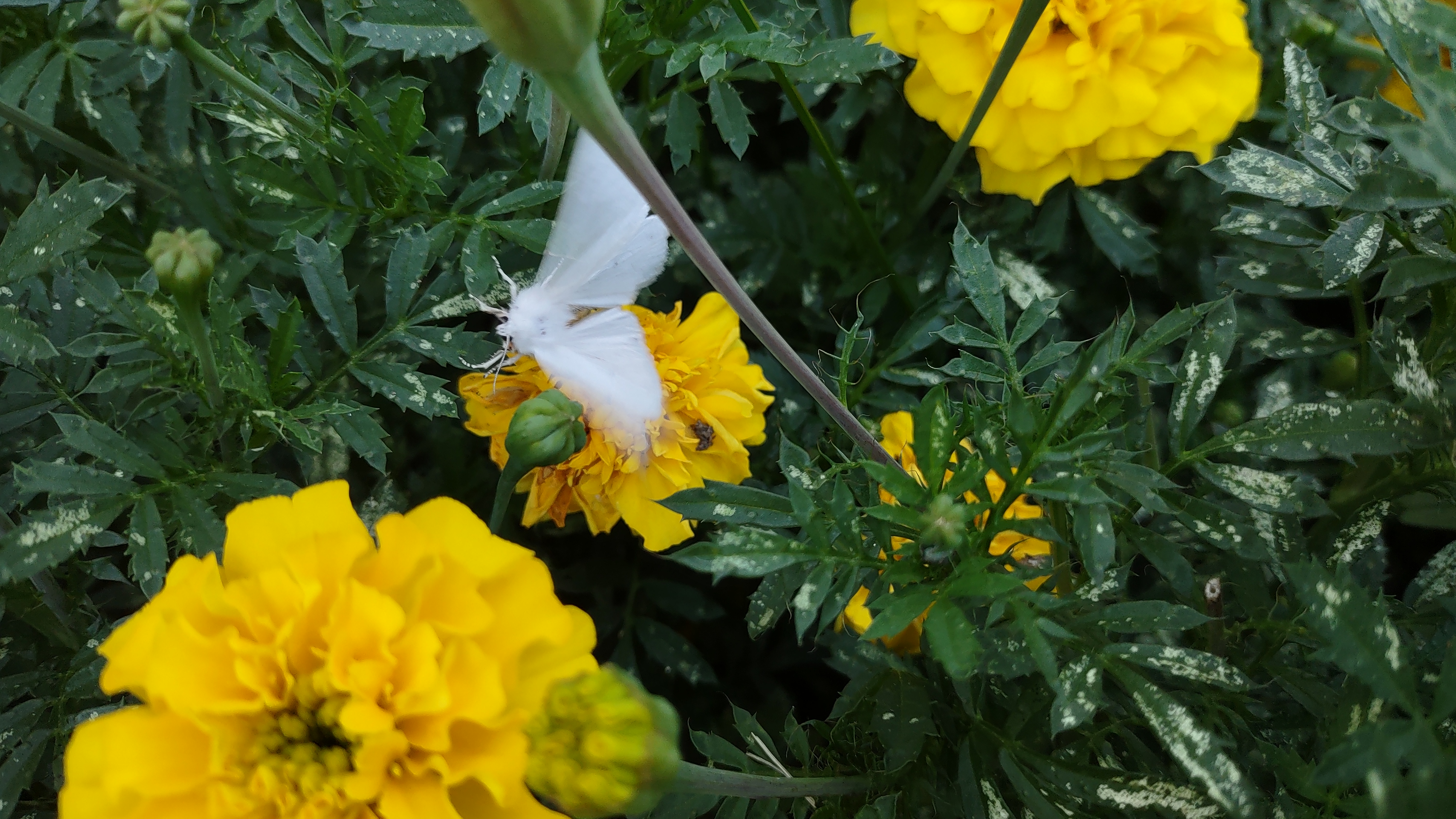 IMG_20240830_191348045