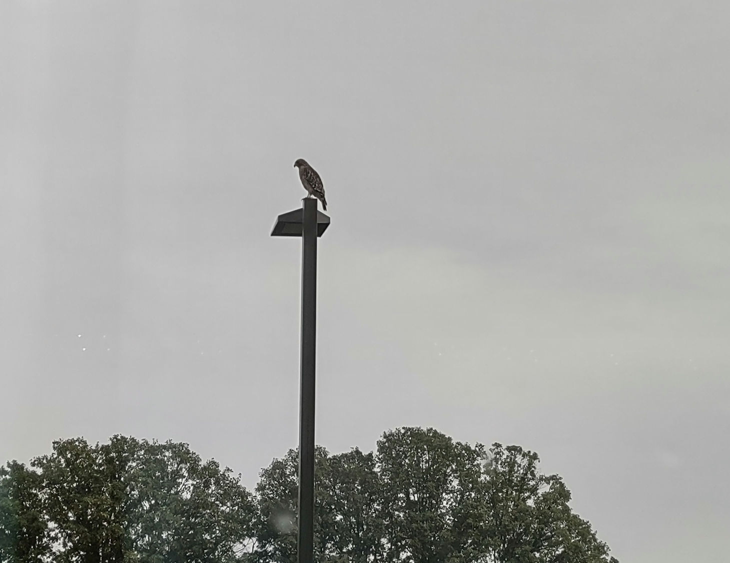 IMG_20240924_083304577_HDR_1