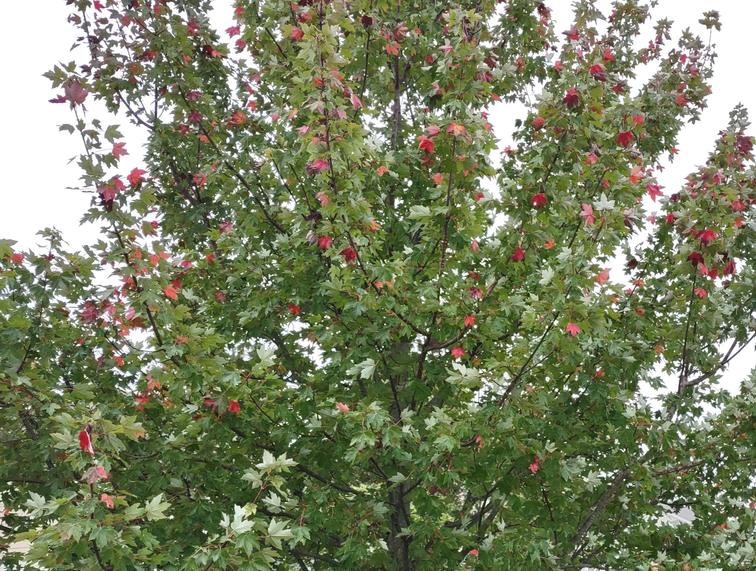 IMG_20240927_120502072_1