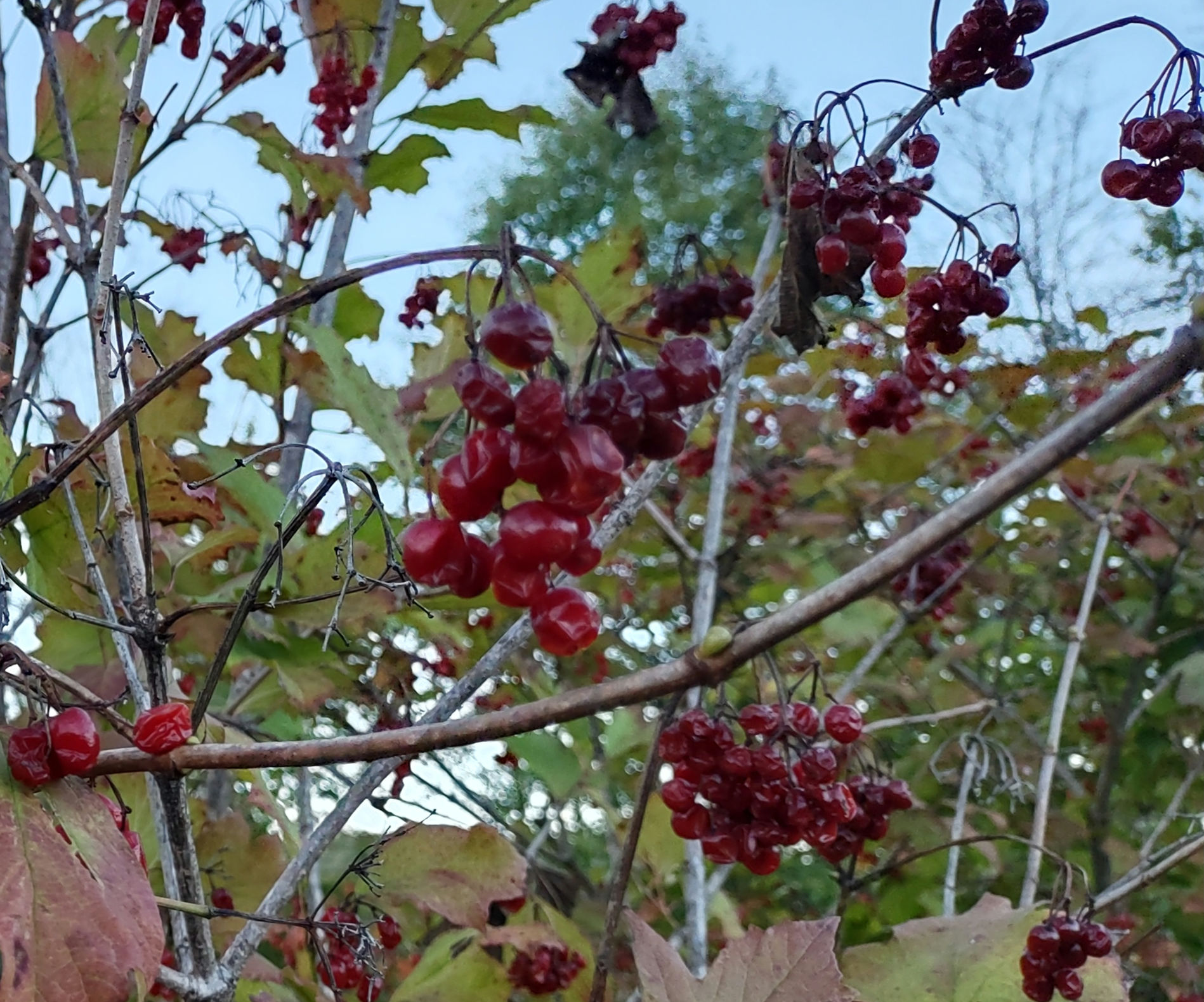 IMG_20241007_184742331_HDR_1