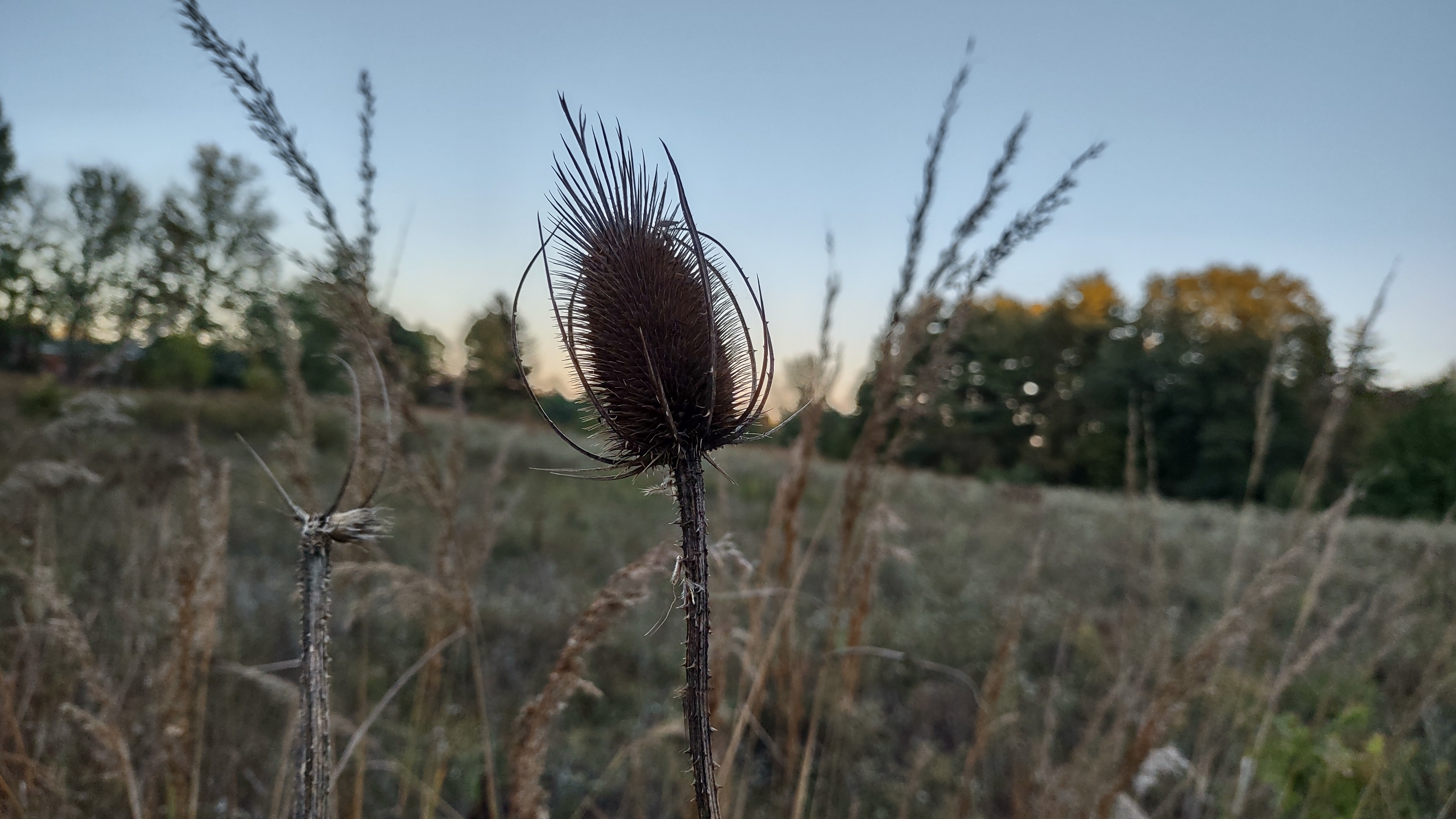 IMG_20241007_184836404_HDR