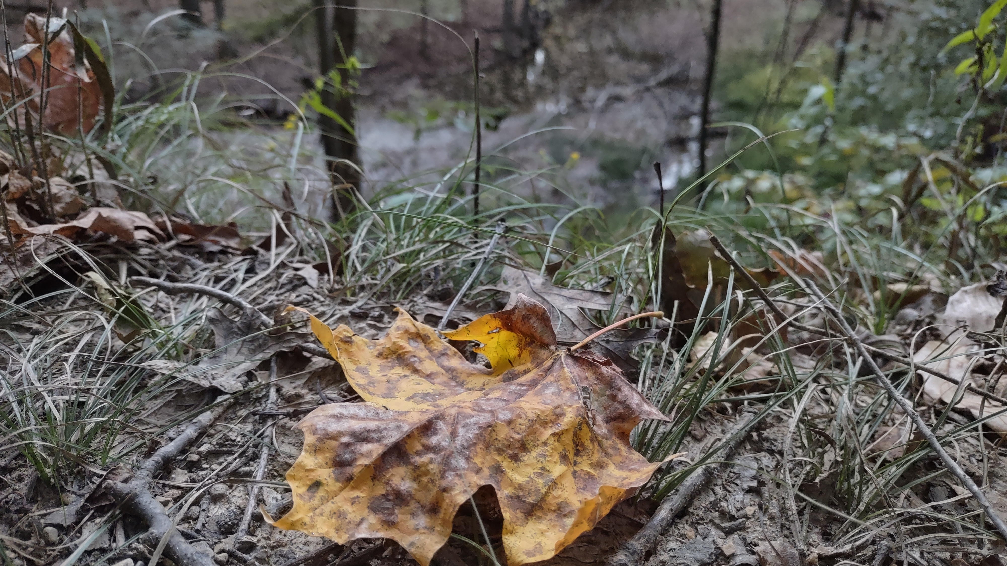 IMG_20241007_185834413_HDR