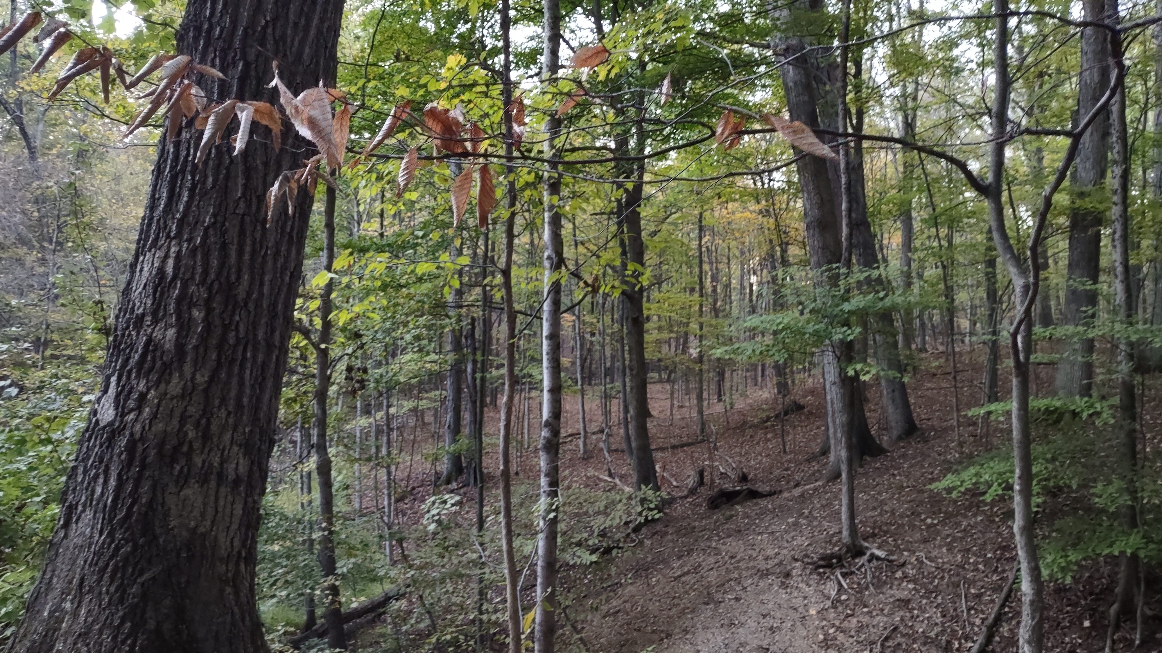 IMG_20241007_190054767