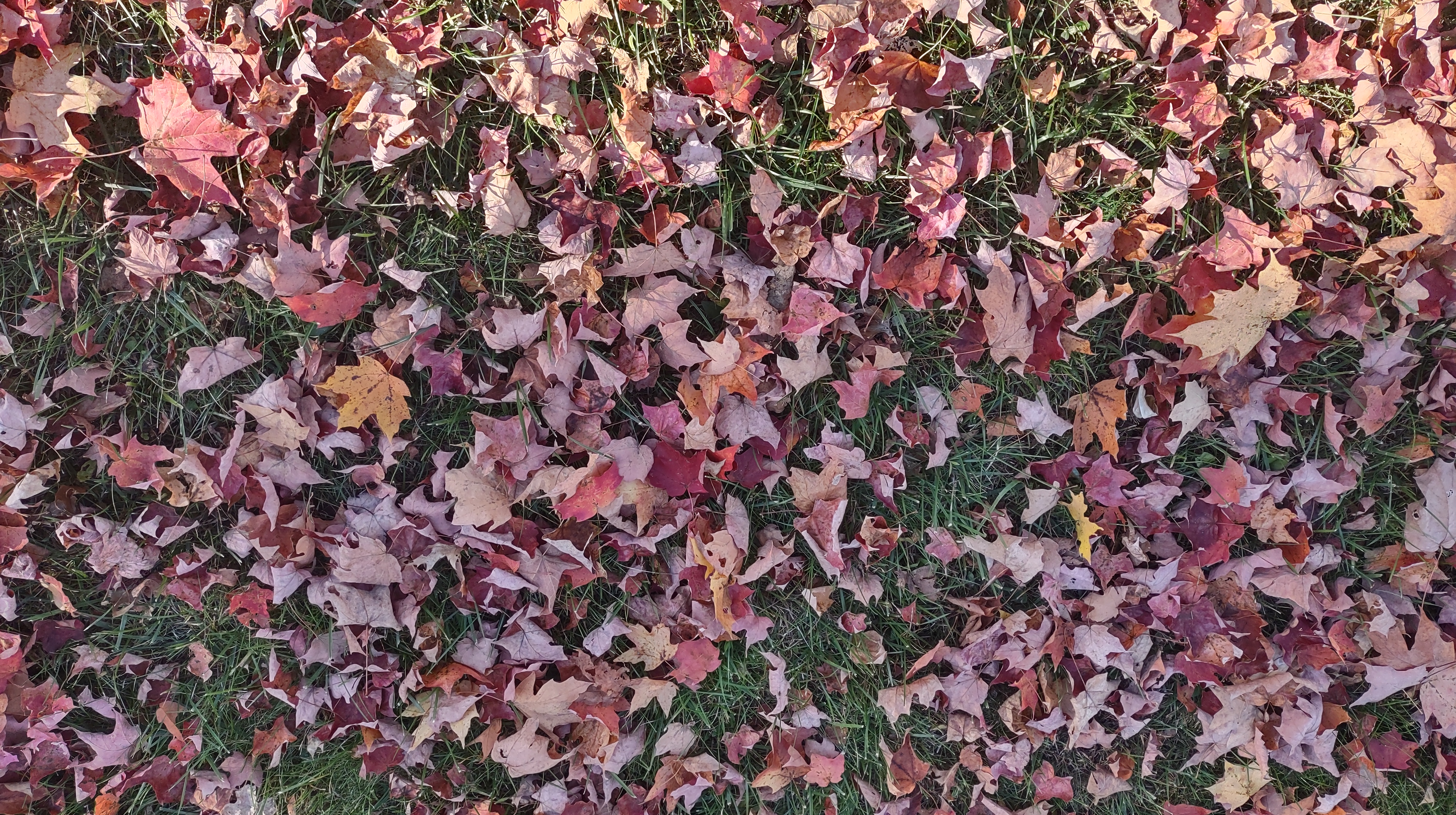 IMG_20241027_154127829_HDR