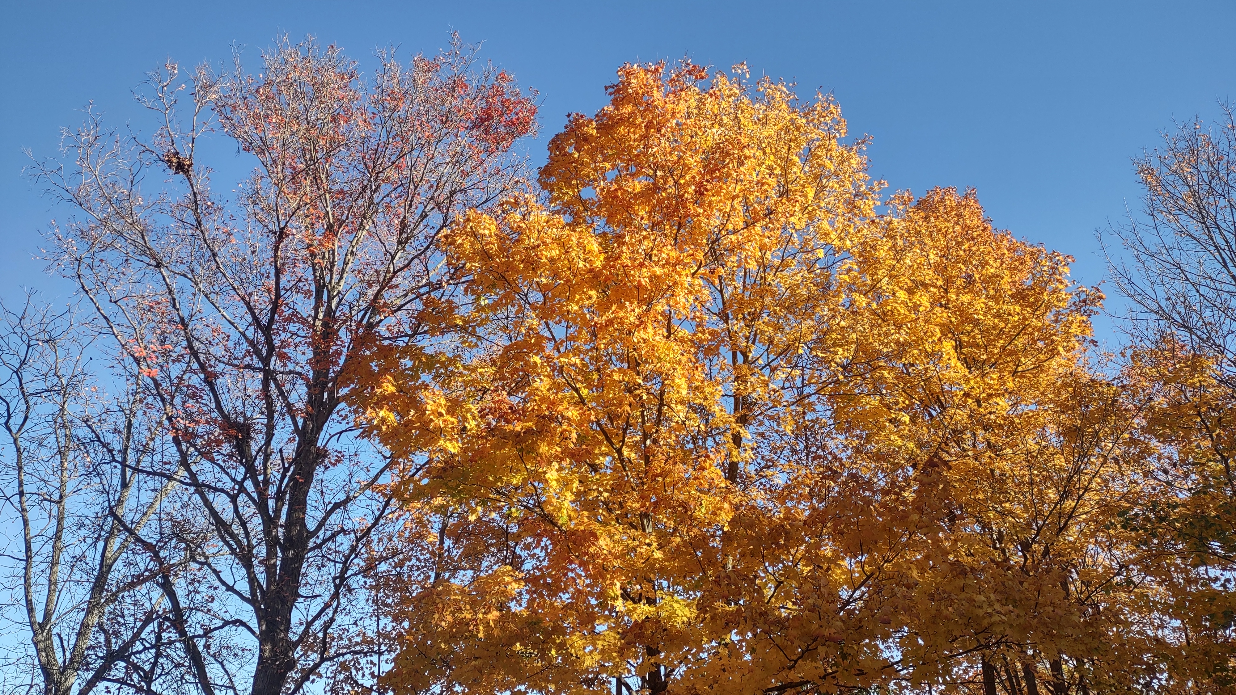 IMG_20241027_155945510_HDR